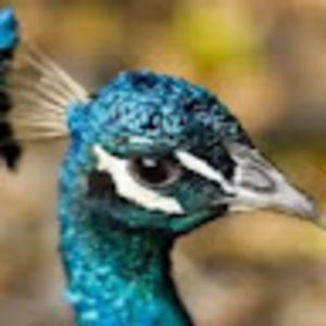 Meet your Posher, Ying